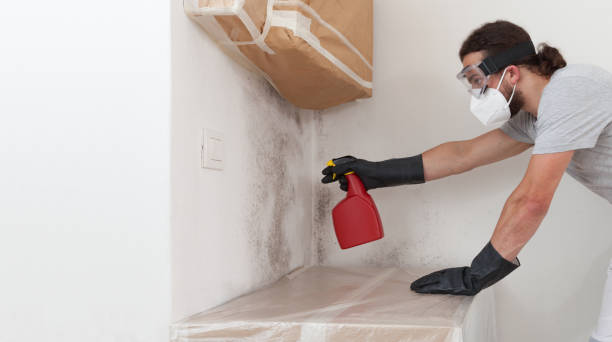 Basement Mold Remediation treatment on basement walls in Pendleton